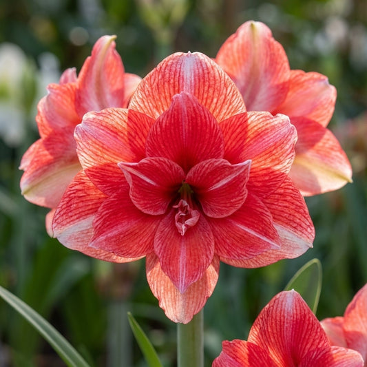 Ritterstern (Amaryllis) 'Double Dream' - 1 Stück