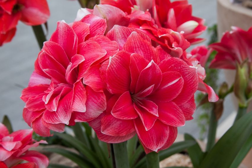 Ritterstern (Amaryllis) 'Double Dream' - 1 Stück