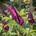 Dracunculus vulgaris - 5 Stück