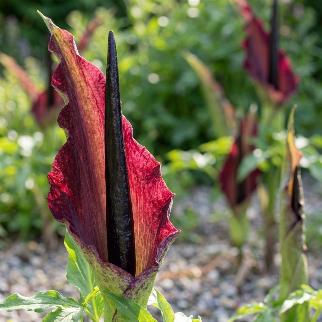 Dracunculus vulgaris - 5 Stück
