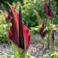 Dracunculus vulgaris - 5 Stück