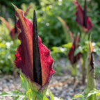 Dracunculus vulgaris - 5 Stück
