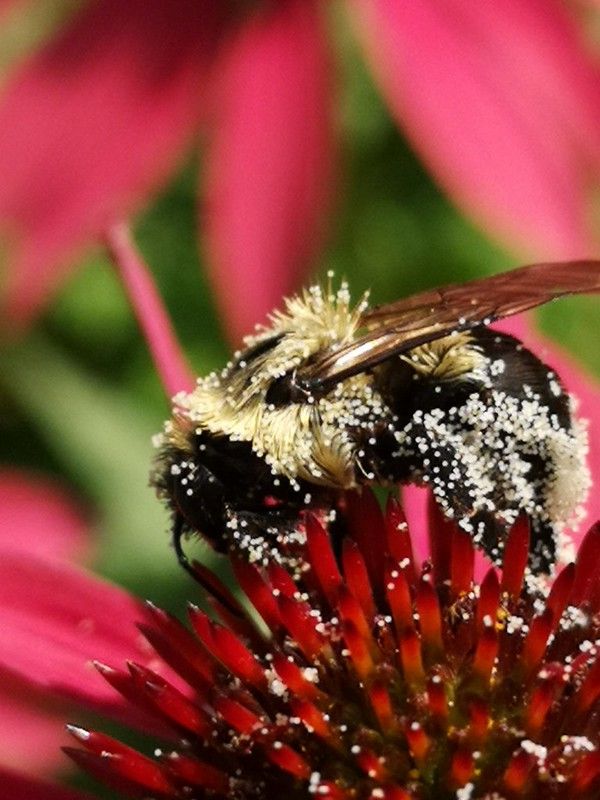 Echinacea 'Cheyenne Spirit' - Sonnenhut, Igelkopf