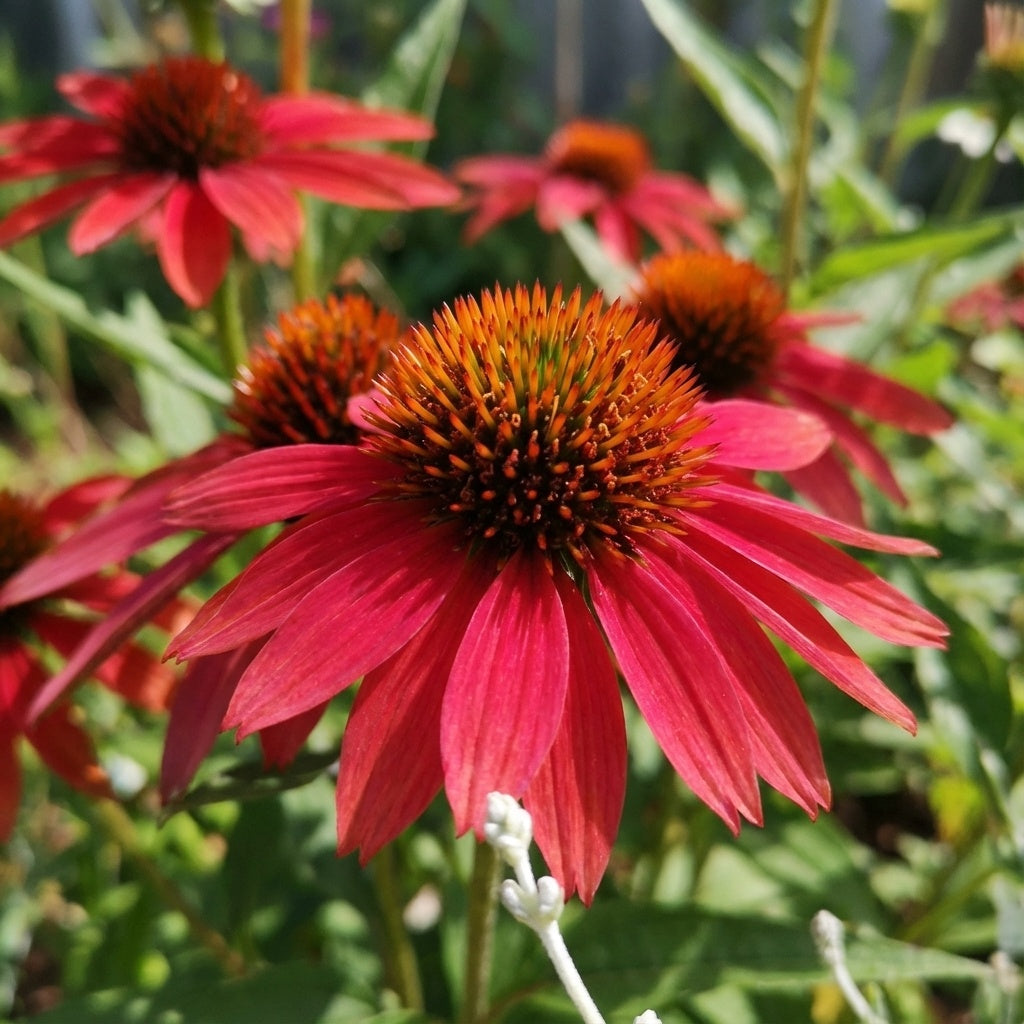 Sonnenhut 'Cheyenne Spirit' - 3 Stück - LumiBlumi