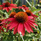 Sonnenhut 'Cheyenne Spirit' - 3 Stück - LumiBlumi