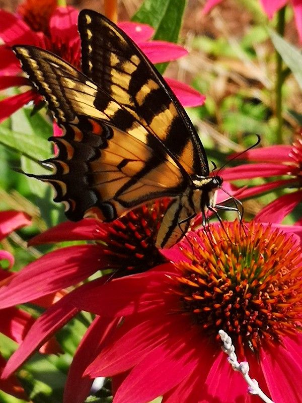 Echinacea 'Cheyenne Spirit' - Sonnenhut, Igelkopf