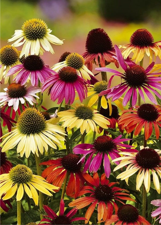 Sonnenhut Echinacea cheyenne spirit