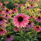 Sonnenhut 'Cheyenne Spirit' - 3 Stück - LumiBlumi