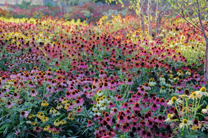 Echinacea 'Cheyenne Spirit' - Sonnenhut, Igelkopf