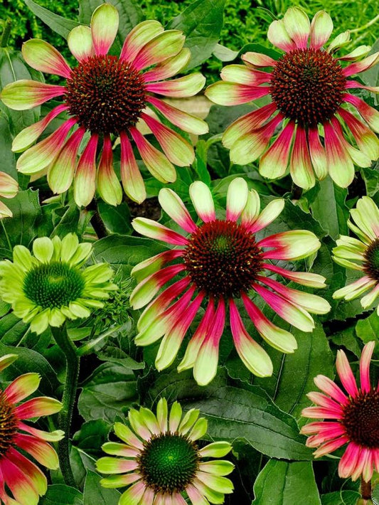 Sonnenhut Echinacea green twister