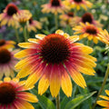 Sonnenhut 'Purpurea Parrot' - 2 Stück - LumiBlumi