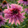 Sonnenhut 'Purpurea Double Decker' - 5 Stück - LumiBlumi