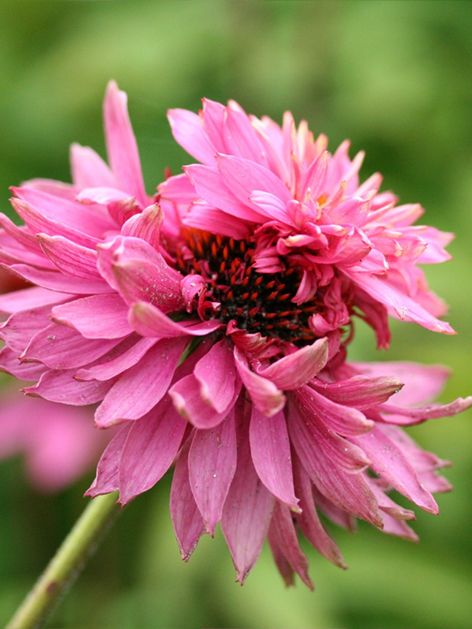 Sonnenhut Echinacea purpurea double decker