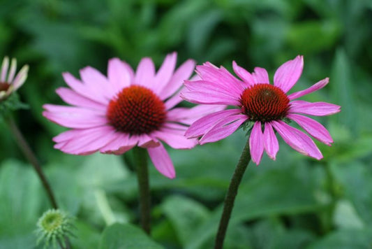 Sonnenhut Echinacea purpurea magnus