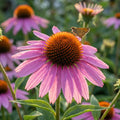 Sonnenhut 'Purpurea Rubinstern' - 10 Stück - LumiBlumi