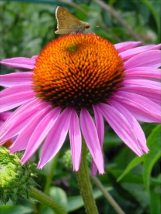 Sonnenhut Echinacea purpurea rubinstern
