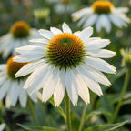 Sonnenhut 'Purpurea White Swan' - 6 Stück - LumiBlumi