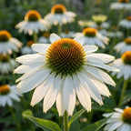 Sonnenhut 'Purpurea White Swan' - 6 Stück - LumiBlumi