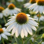 Sonnenhut 'Purpurea White Swan' - 6 Stück - LumiBlumi