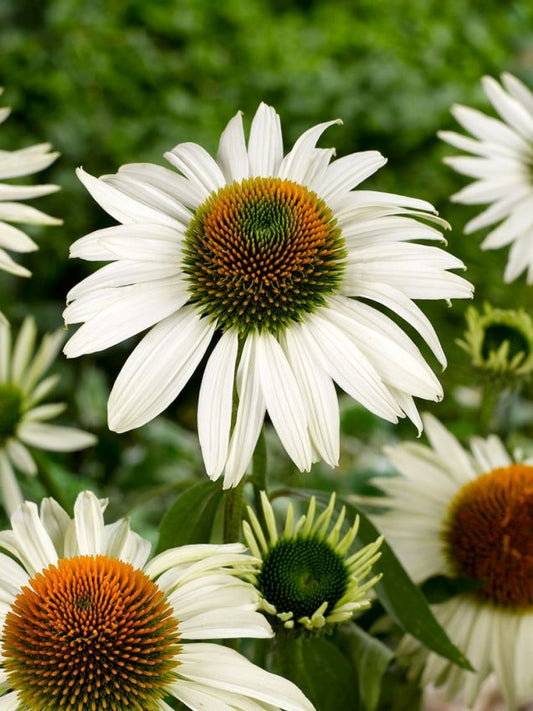 Sonnenhut Echinacea purpurea white swan
