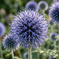 Kugeldistel 'Blue Glow Bannaticus' - 10 Stück - LumiBlumi