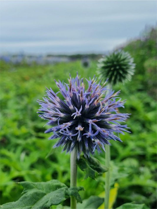 Stauden Echinops blue glow bannaticus