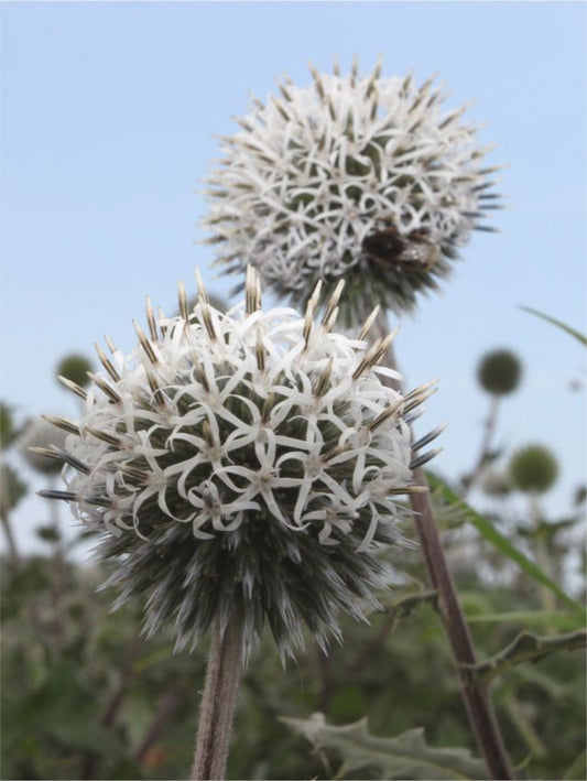 Stauden Echinops arctic glow sphaerocephalus