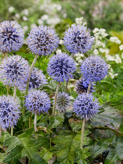 Echinops 'Veitch's Blue Ritro' - Kugeldistel