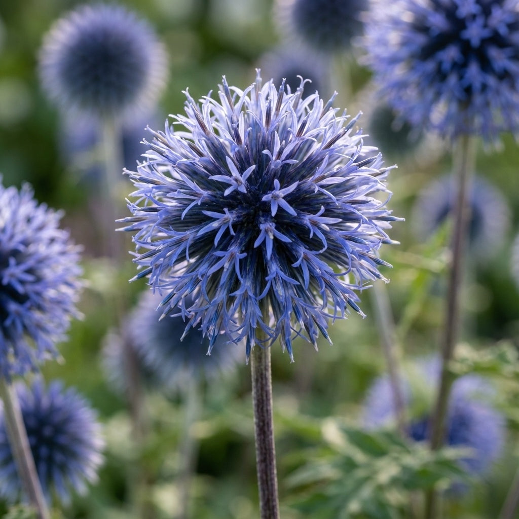 Kugeldistel 'Veitch's Blue Ritro' - 3 Stück - LumiBlumi