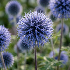Kugeldistel 'Veitch's Blue Ritro' - 3 Stück - LumiBlumi