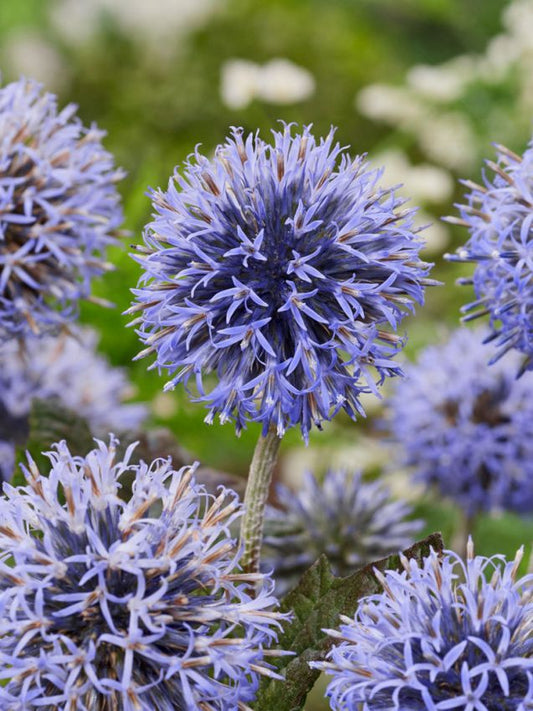 Stauden Echinops veitch's blue ritro