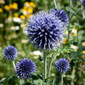 Kugeldistel 'Veitch's Blue Ritro' - 3 Stück - LumiBlumi