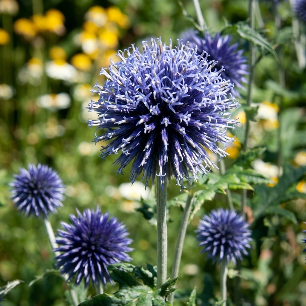 Kugeldistel 'Veitch's Blue Ritro' - 3 Stück - LumiBlumi