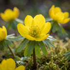 Winterling 'Eranthis Cilicica' - 25 Stück