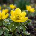 Winterling 'Eranthis Cilicica' - 25 Stück