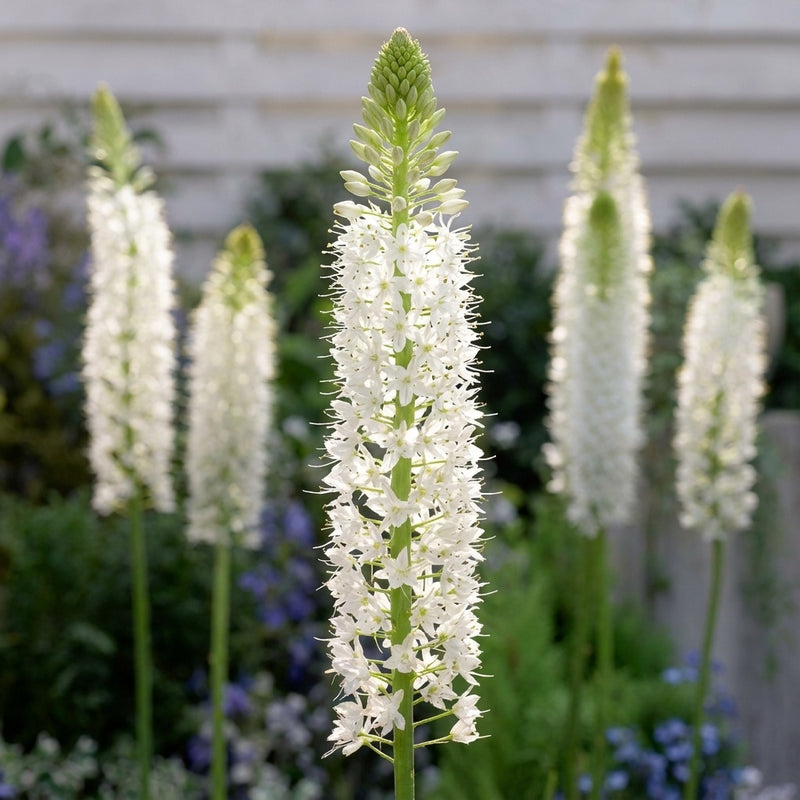 Eremurus 'Himalaicus' - Steppenkerze - LumiBlumi