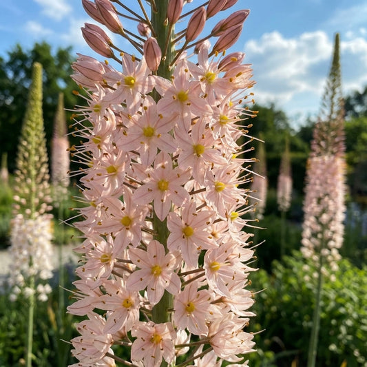 Eremurus 'Oase' - Steppenkerze