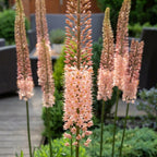 Eremurus 'Romance' - Steppenkerze