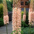 Eremurus 'Romance' - Steppenkerze