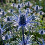 Alpen-Mannstreu - 4 Stück - LumiBlumi