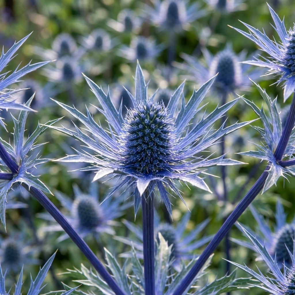 Edeldistel 'Blue Star' - 10 Stück