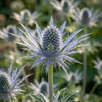 Alpen-Mannstreu - 4 Stück - LumiBlumi