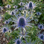 Alpen-Mannstreu - 4 Stück - LumiBlumi