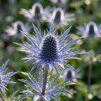 Alpen-Mannstreu - 4 Stück - LumiBlumi
