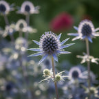 Edeldistel 'Planum' - 25 Stück
