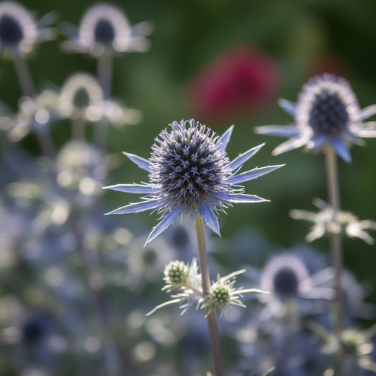 Eryngium 'Planum' - Edeldistel