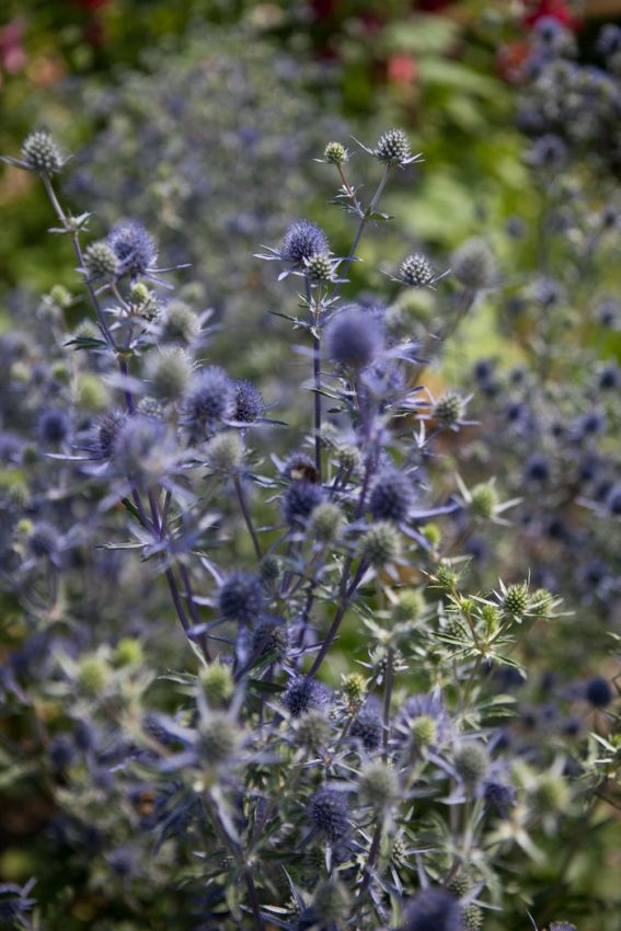 Stauden Eryngium planum