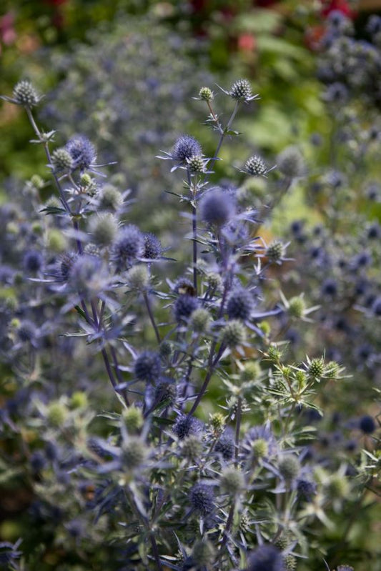 Stauden Eryngium planum
