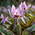 Zahnlilie 'D.C. Lilac Wonder' - 10 Stück