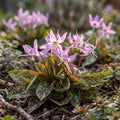 Zahnlilie 'D.C. Purple King' - 10 Stück